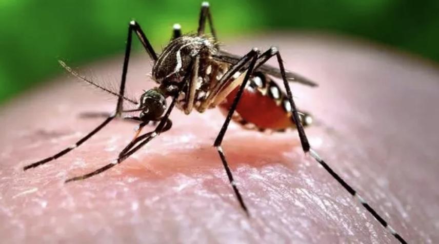 Spike in Japanese Encephalitis Cases Alarms Guwahati: GMCH Reports Rising Toll