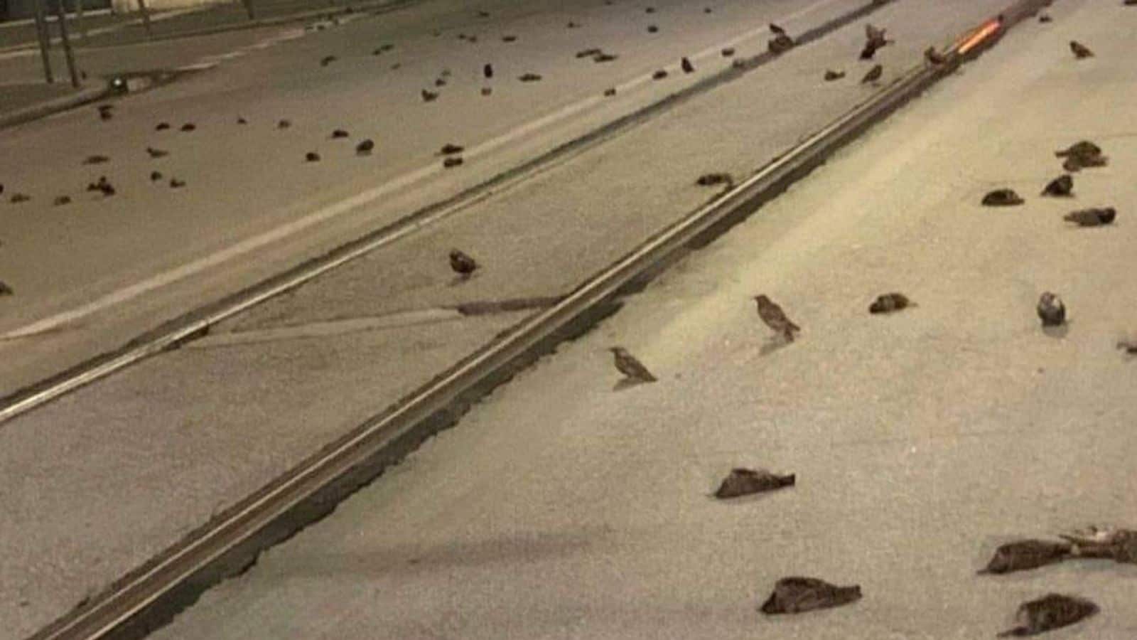 Hundreds of birds found dead in the middle of the road after New Year's eve party