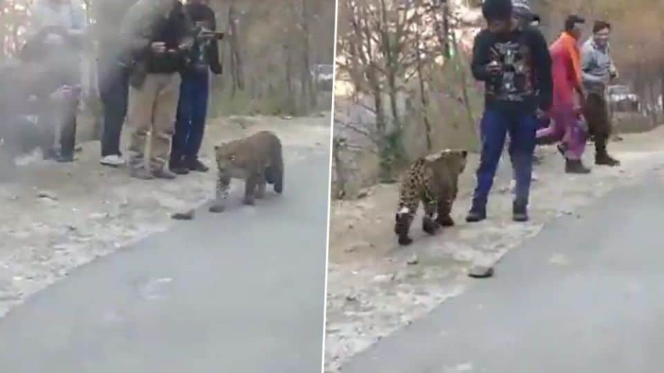 Leopard pouncing on tourists in Himachal Pradesh goes viral