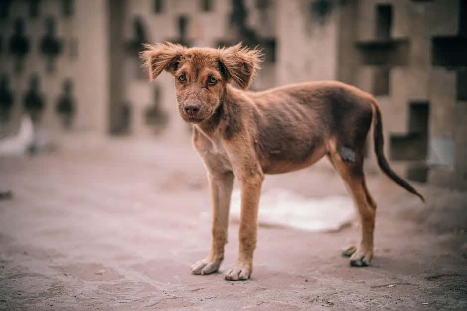 Over 250 stray dogs die in the past three days due to 'canine parvovirus'