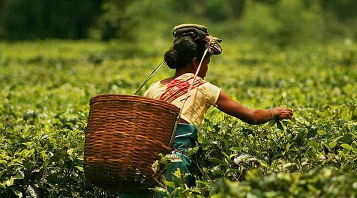Poll promises: Congress promises Rs 365 daily wages for tea garden workers