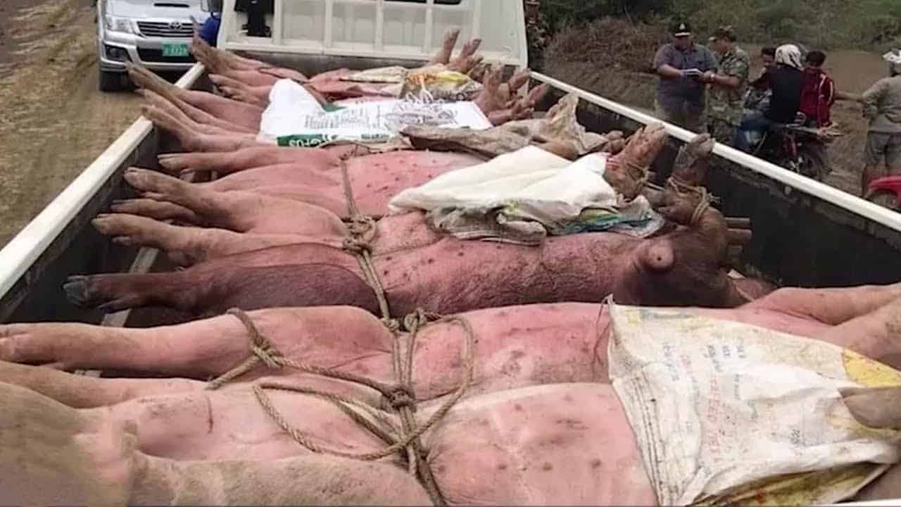 87 pigs die near the India-Bangladesh border in Mizoram.