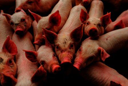 African Swine Fever yet to be restrained in Mizoram