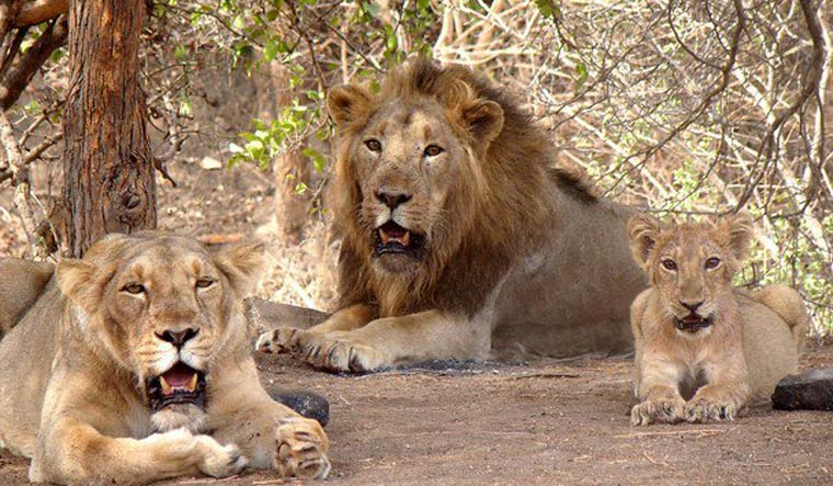 Covid-19: Eight Asiatic lions test in Hyderabad’s Nehru Zoological Park