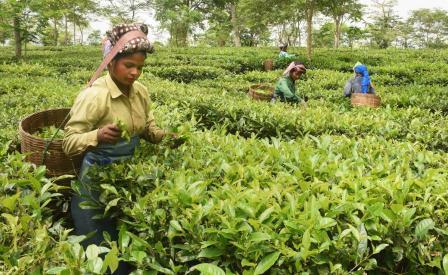 Assam tea gardens declared as containment zones