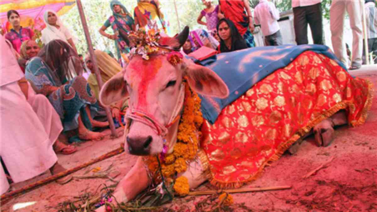 Amid Covid-19, over 10,000 people attended a cow wedding
