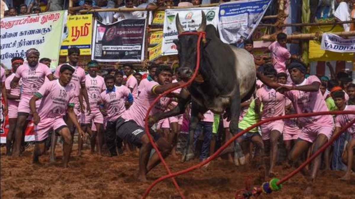 Pongal Festival Jallikattu started in Tamil Nadu amid Covid-19 surge