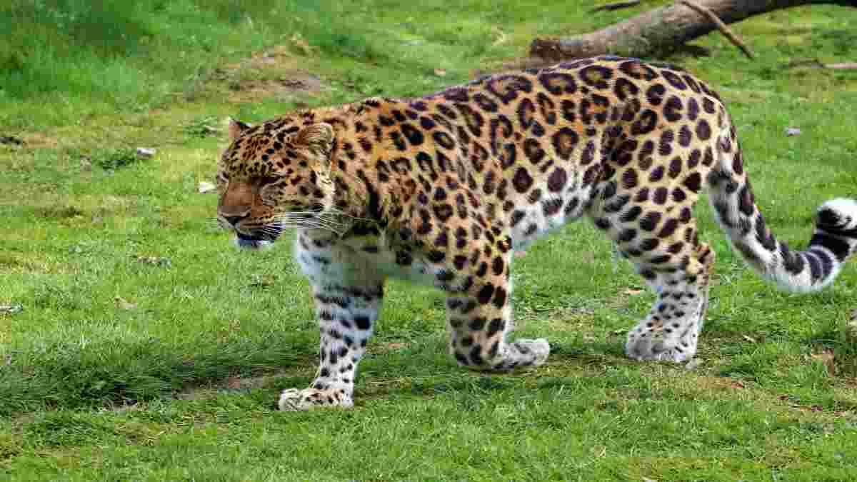 Forest Department in Assam to conduct Leopard Counting Census