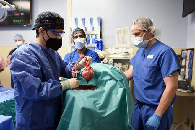 Assam doctor claims courtesy after Pig's heart transplant in the US