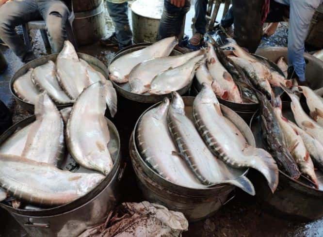 Uruka Festivities: Fish markets flooded with customers, Assam soaks in Bhogali Bihu festivity