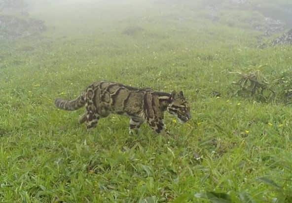 In a first, elusive clouded leopards spotted at 3,700 metres in Nagaland mountains