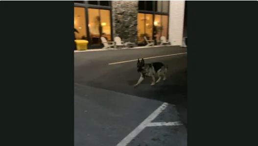 Dog loiters around hospital premises to catch a glimpse of his brother being treated inside
