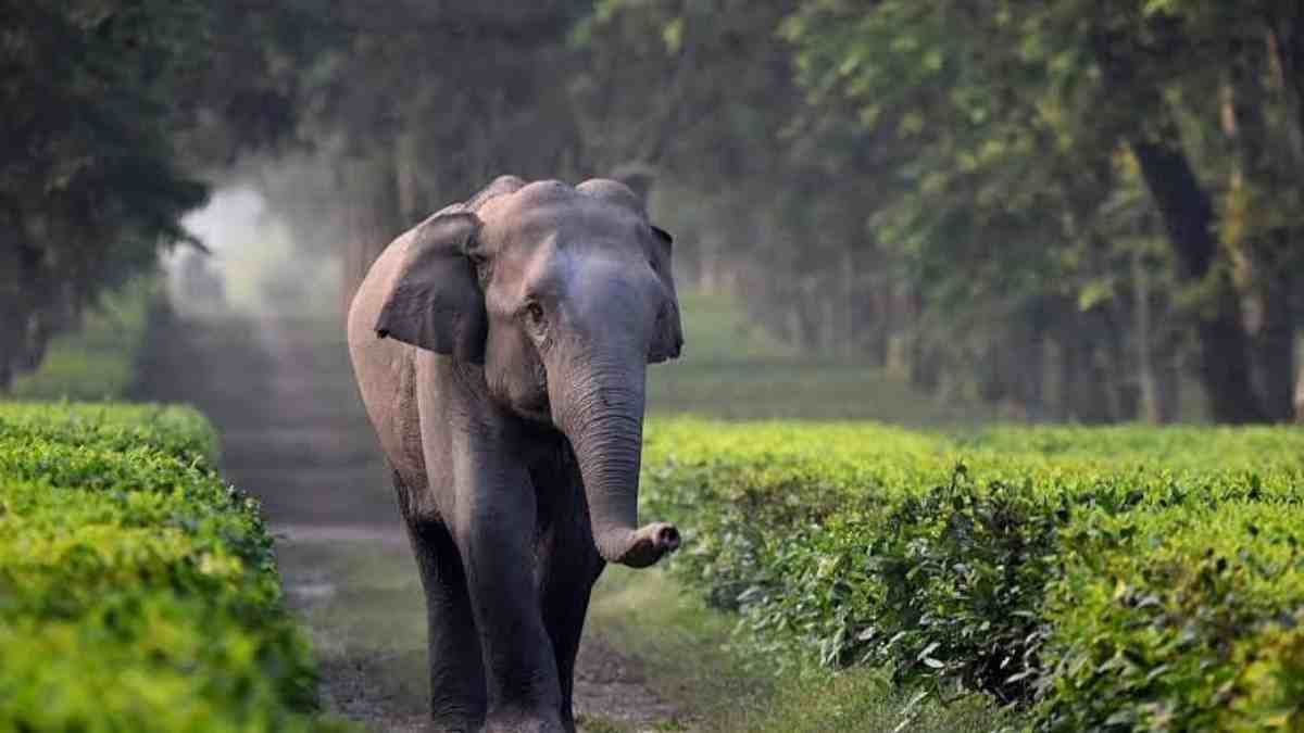 Elephant found dead in Jagiroad Amlighat Sonaikusi Hills