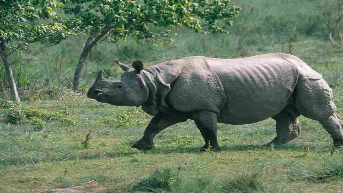 One horn rhino killed by poachers; first in nine months