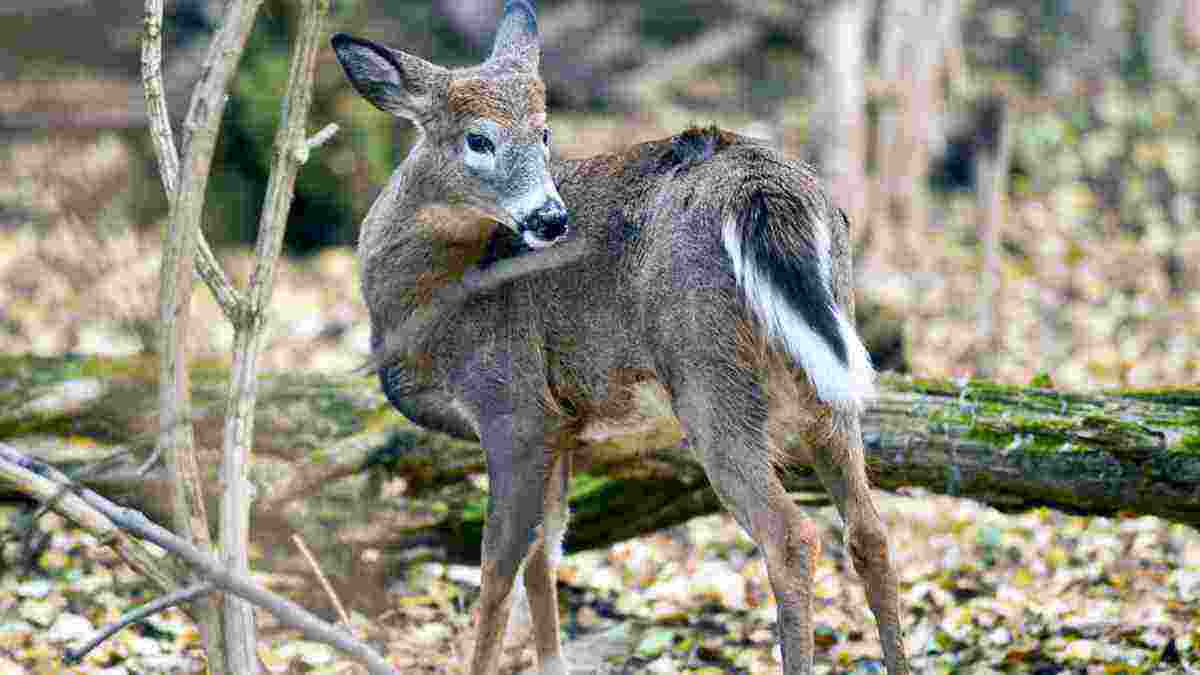 Concern over new variant, Covid-19 detected in US's white-tailed deer