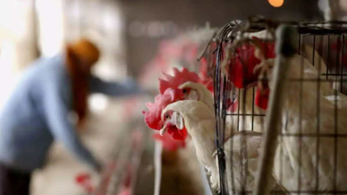 Bird Flu Threat: 25,000 chickens to be killed near Mumbai