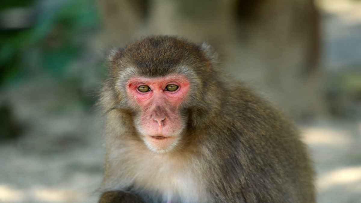 Malad woman paid high price for feeding a monkey