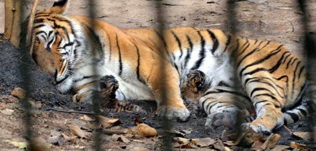 Royal Bengal Tigress Gave Birth to 2 Cubs in Assam State Zoo