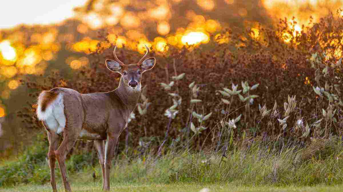 White-tailed deer infected with Omicron Variant in New York: Study