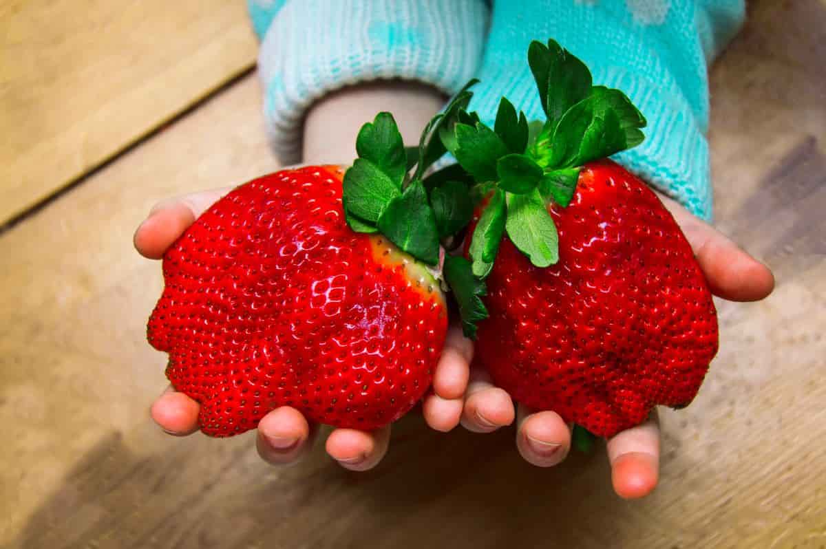 Israeli Man Grows World S Heaviest Strawberry Breaks Record