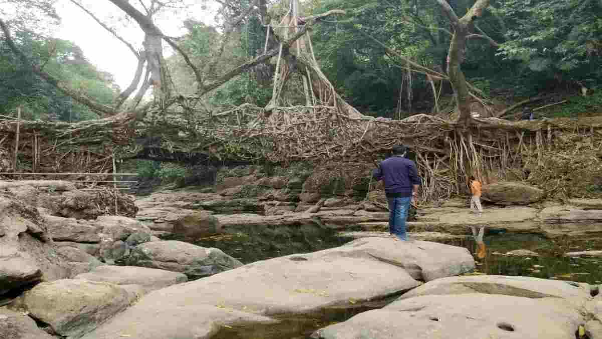 Living Root Bridges of Meghalaya tentatively included to UNESCO World Heritage Site list