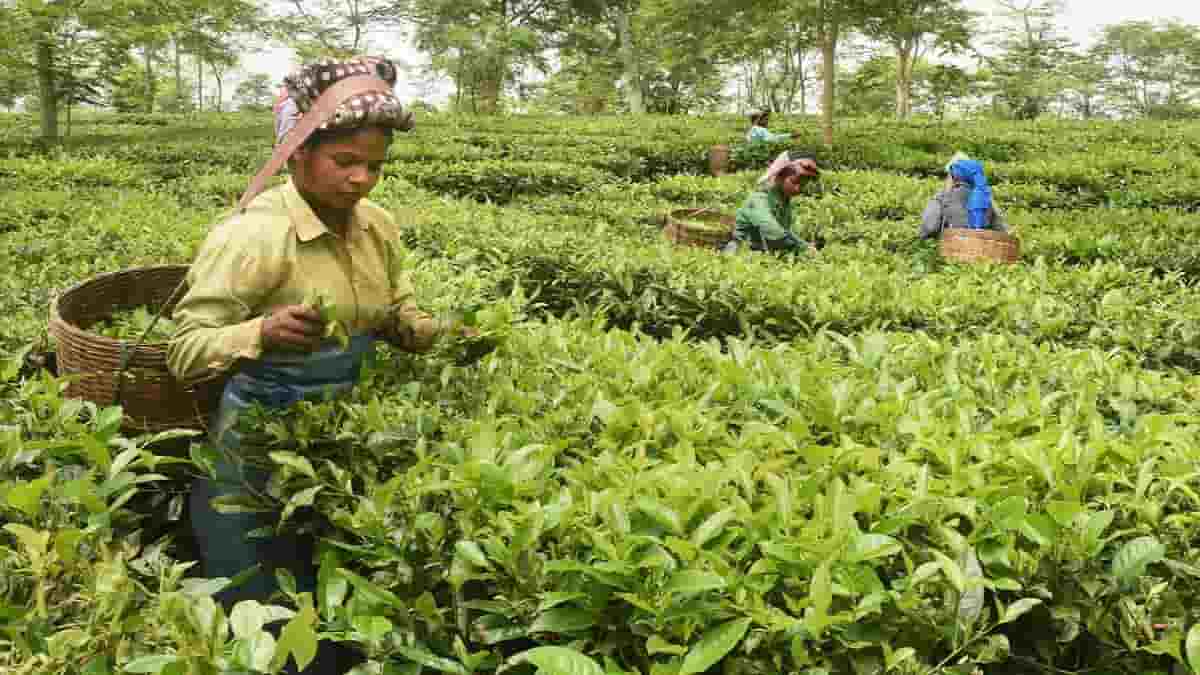 Indian tea exporters are concerned about payment difficulties with Russia