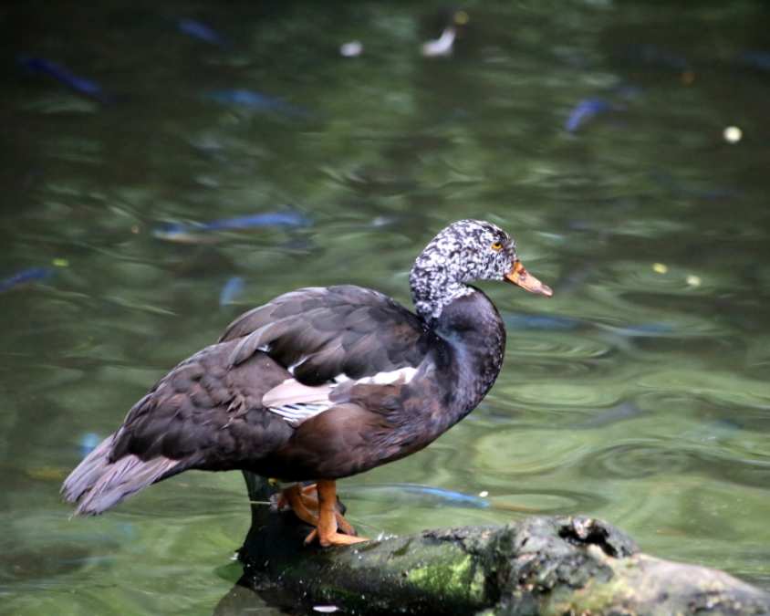 White-Winged Duck: Assam state zoo welcomes it's state bird 'Wood Duck'