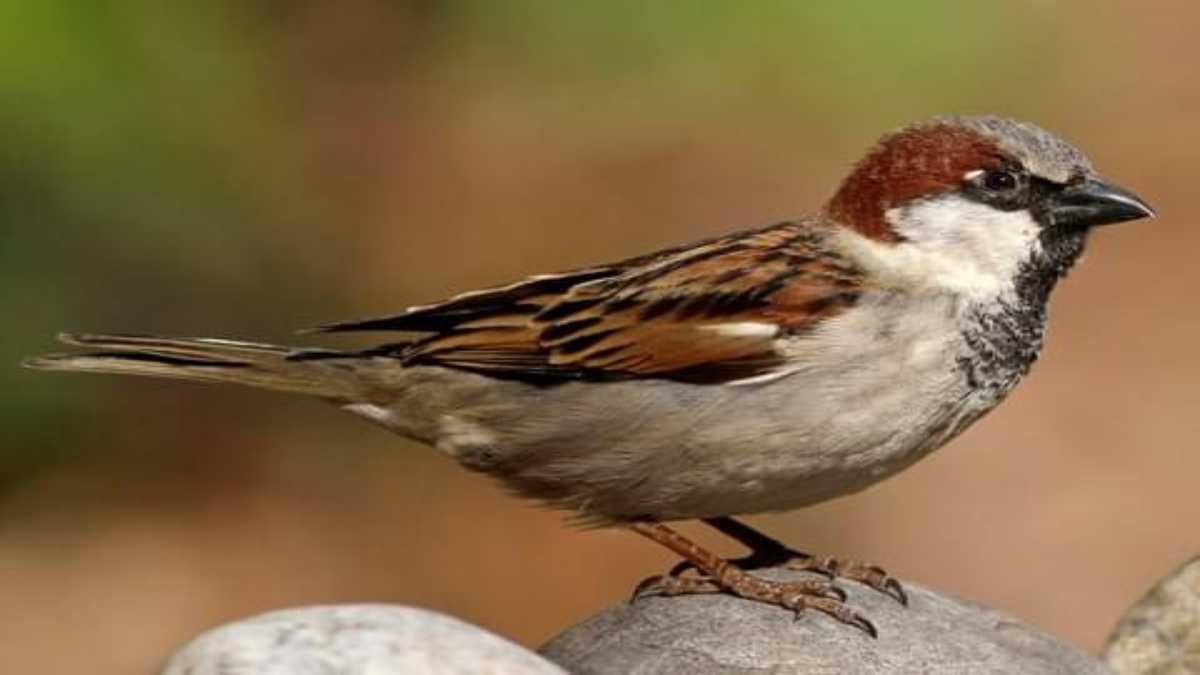World Sparrow Day: History, Significance and Theme