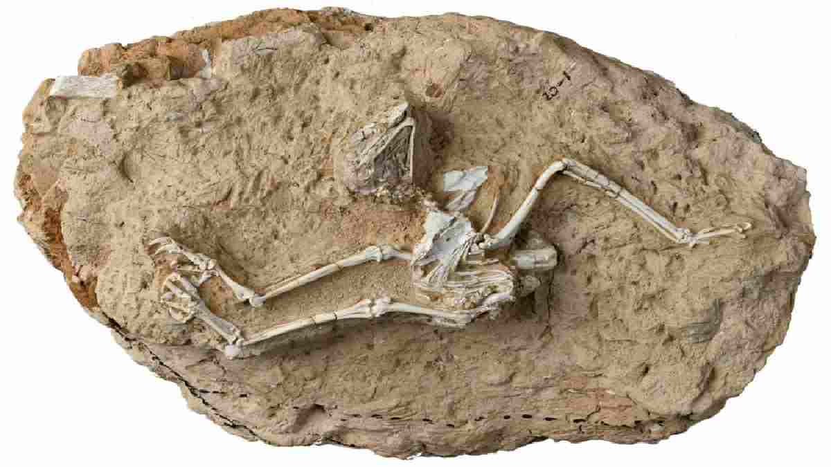 6 Million years old fossil of a 'Day owl' unearthed in China