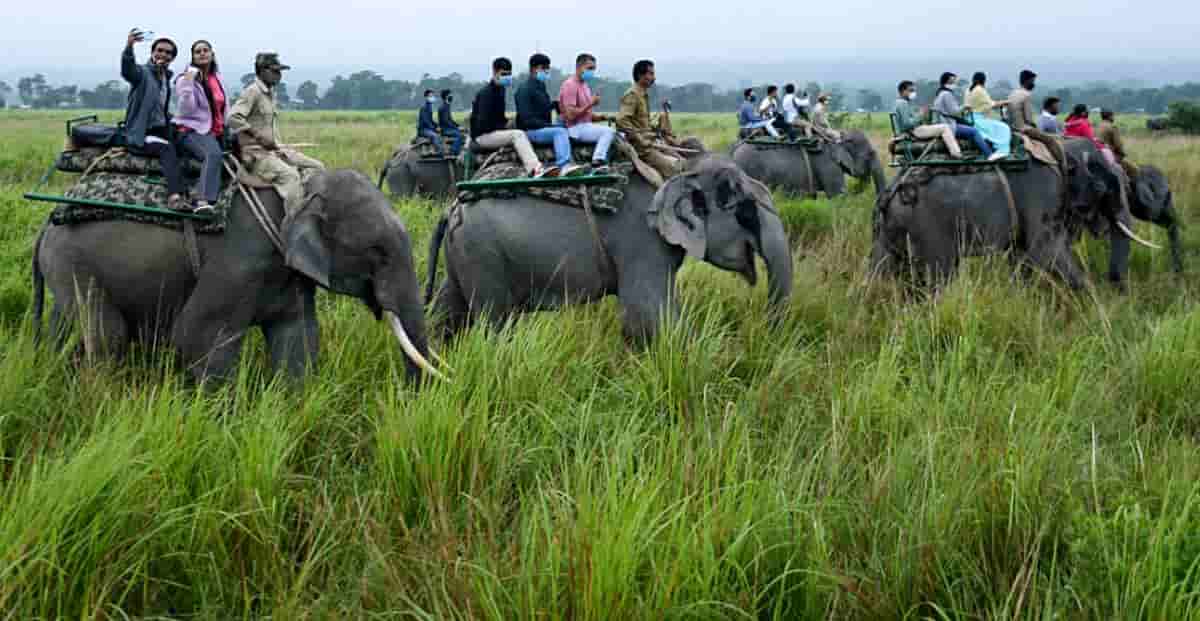 Assam: Kaziranga National Park witness highest surge in tourist footfall  
