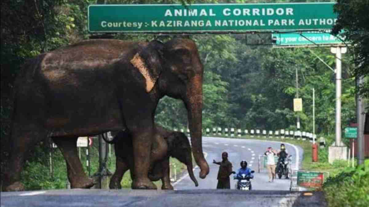 SC panel raps Assam over unlawful constructions in Kaziranga animal corridors