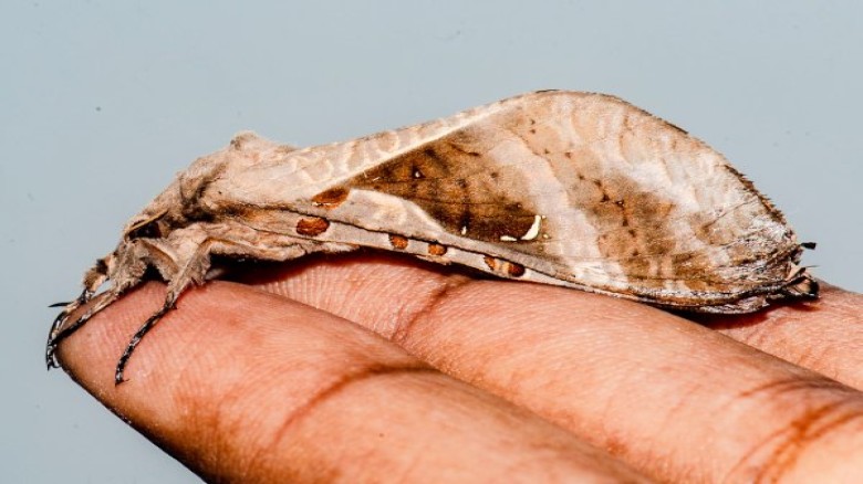 Know the name of this moth species and why it's named after the Karimganj Hospital in Assam