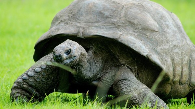 Meet Jonathan, Born in 1832, the oldest living tortoise who turns 190 in 2022
