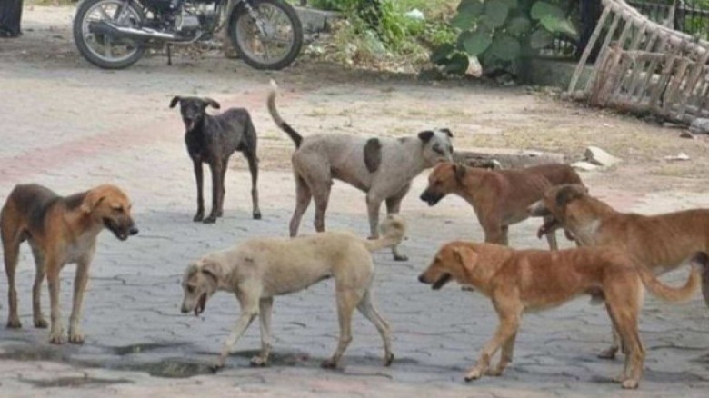 Minor girl dies due to attack by stray dogs, 3rd death in a month