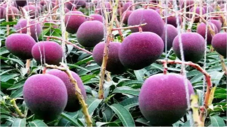 Do you know where are the world's most expensive mangoes grown?