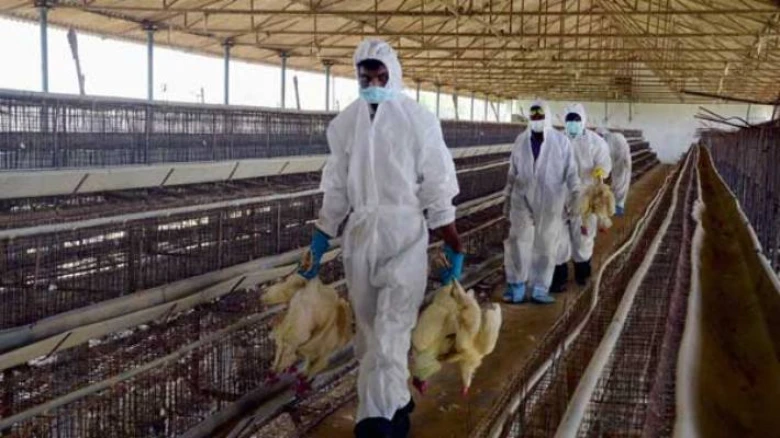 A 4-year-old has been infected with H3N8 bird flu, the first human case ever
