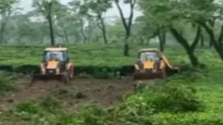 Amid protest, Assam government starts uprooting tea plants to construct airport