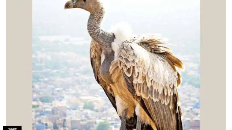 A White-Rumped Vulture Found Dead In Its Nest