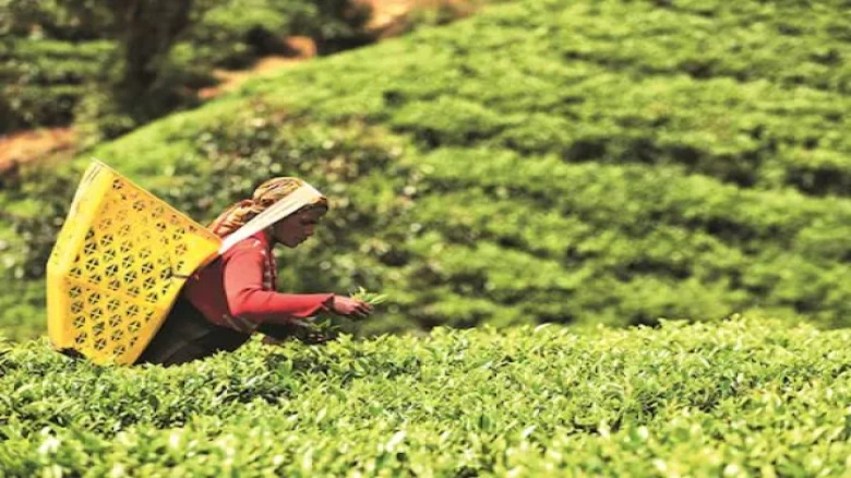 The tea industry in Barak Valley struggling with severe economic downturn