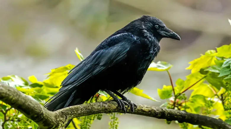 What does a Crow outside your balcony indicate? Know here
