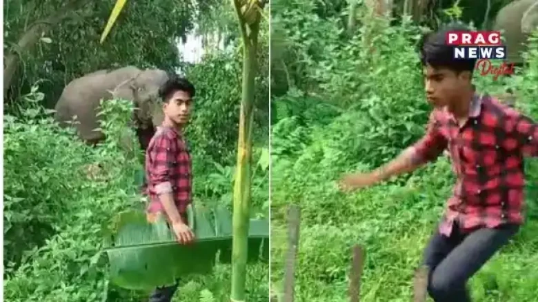 Youth tries to make a video with an elephant, Hospitalised