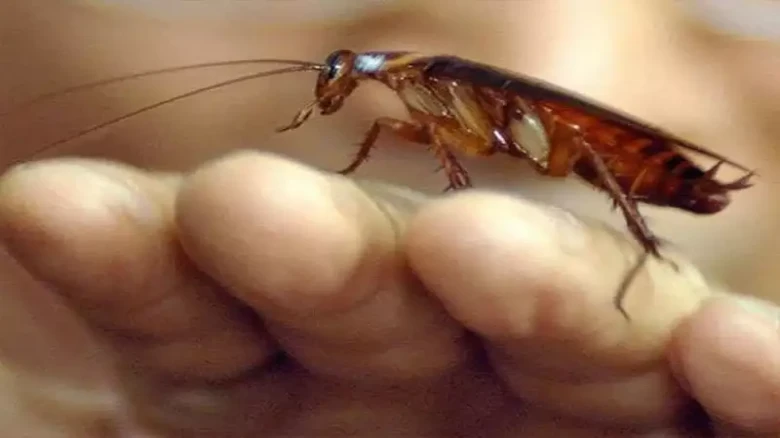 The Company Offers homeowners Rs 1.5 Lakh to release 100 Cockroaches into their House