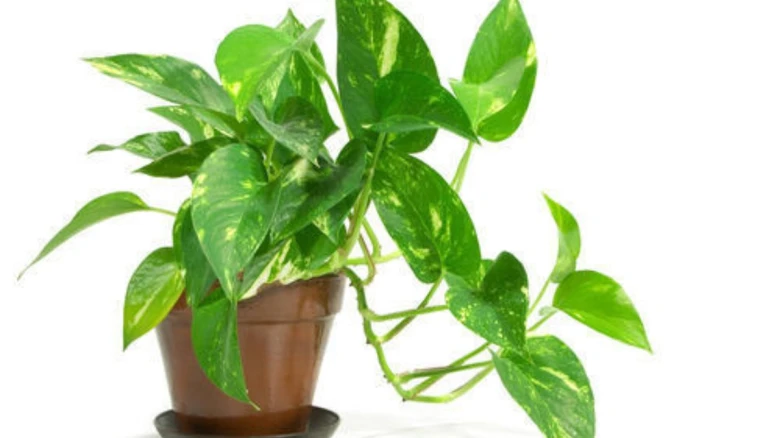 Vastu Tips: Avoid these 5 mistakes when placing a money plant at home