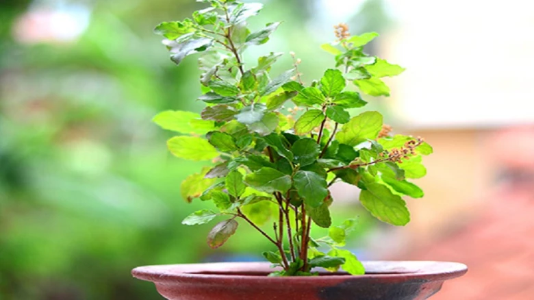 Vastu Tips: Never do this mistake while offering water to the Tulsi plant