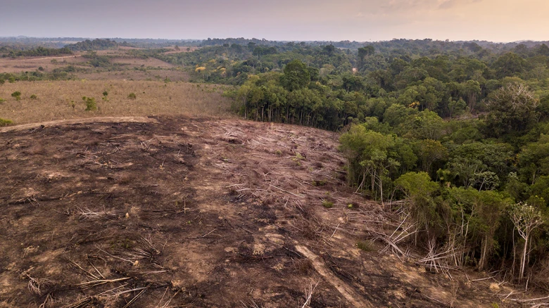 Brazil's Amazon witnesses record-breaking deforestation; an area 2.5 times the size of Delhi destroyed