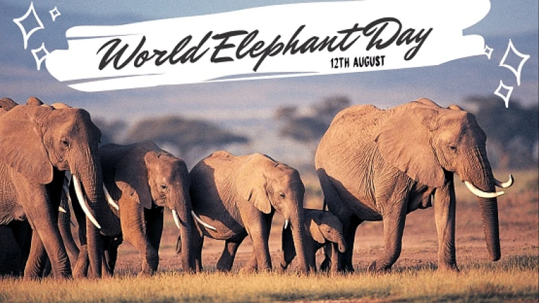 World Elephant Day (August 12th)