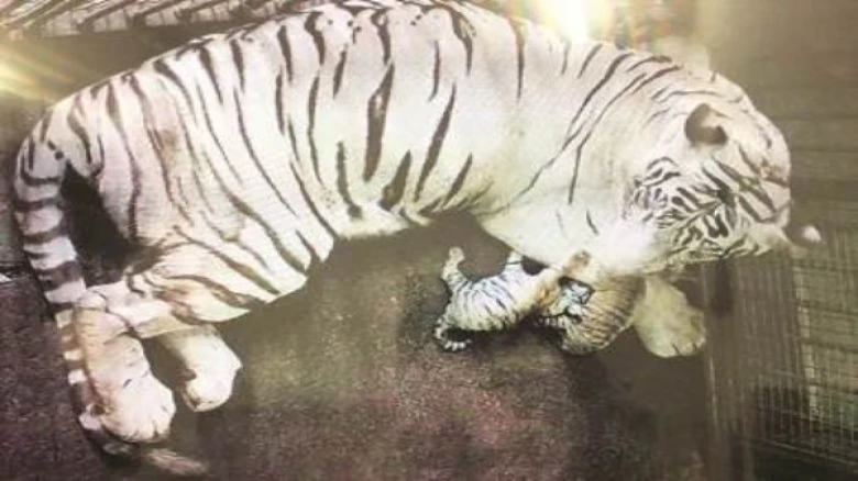 white tigers: Rare white tigers gives birth to three healthy cubs at Delhi  zoo; See adorable pics - The Economic Times