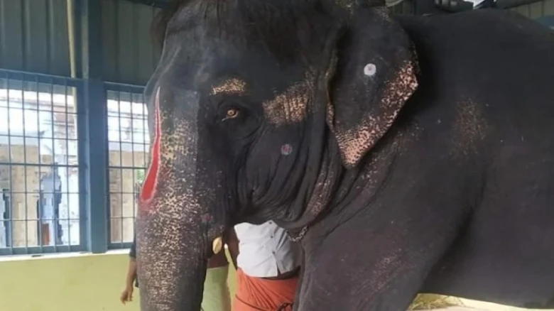 Forest secretary of Tamil Nadu refutes Assam's claim about temple elephants