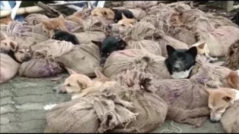 Assam: Police rescue 31 stray dogs tied in sacks on roadside