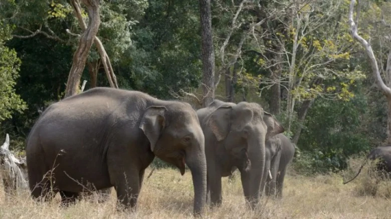 Human-Elephant Brawl: Baksa elephant herd attack slays 1 and injures 5 people